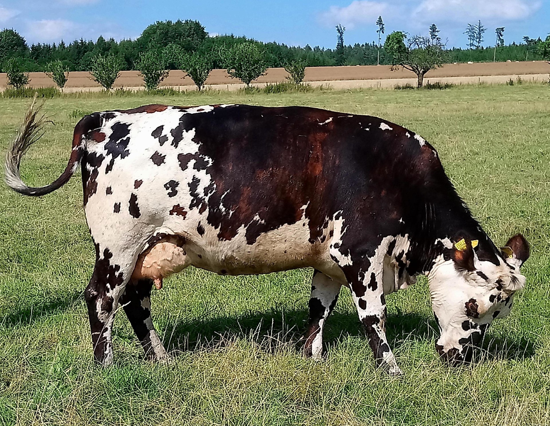 Normandka ve špičkovém chovu Limousinů u Papáčka