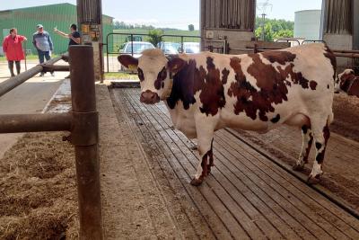 Jak si vedl Normandský skot v ČR v roce 2025 KostVydri4.jpg